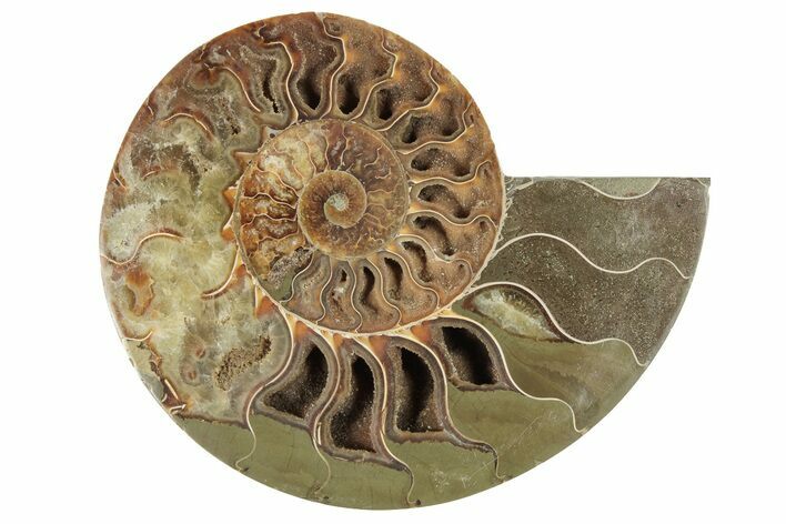 Bargain, 6.4" Cut & Polished Ammonite Fossil (Half) - Madagascar